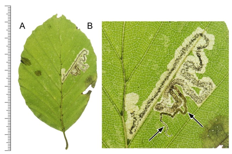 Stigmella hemargyrella