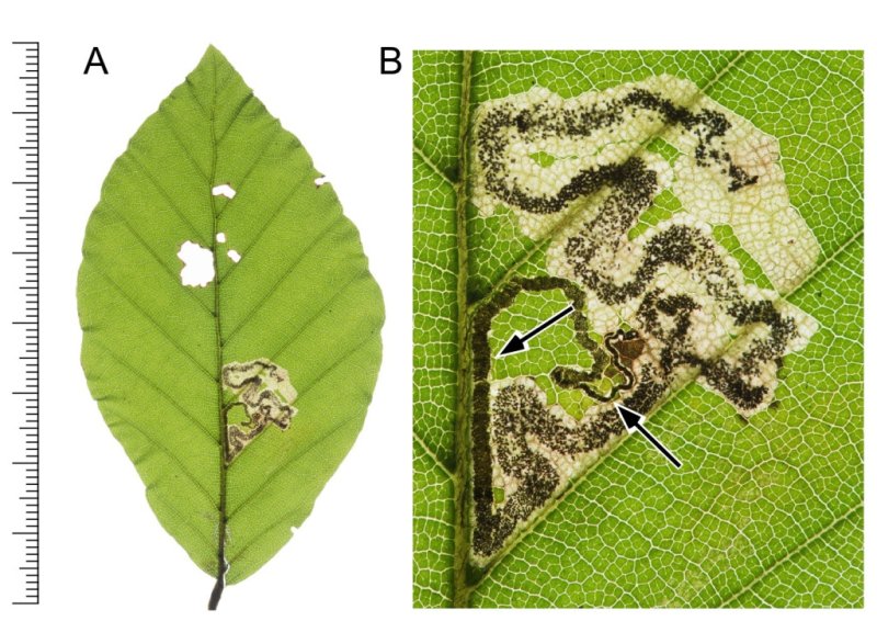 Stigmella hemargyrella