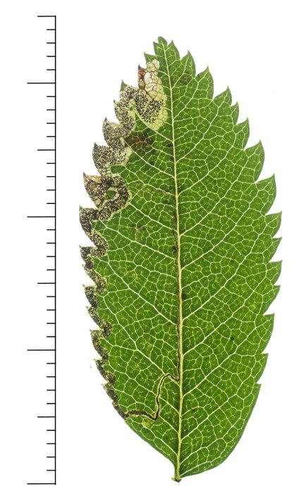 Stigmella nylandriella - 6th Sept 2025 - Glossop Long Clough - Christian Heintzen