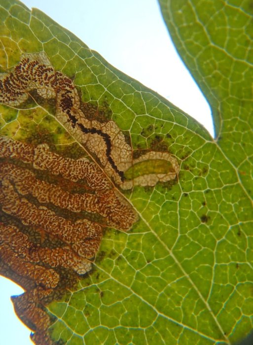 Stigmella oxyacanthella