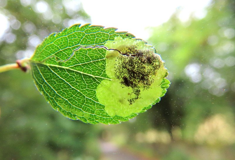 Stigmella plagicolella