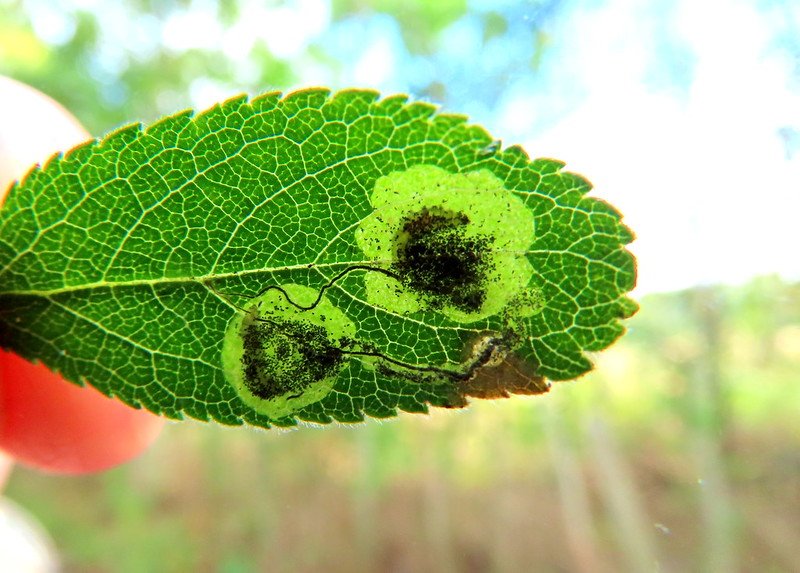 Stigmella plagicolella
