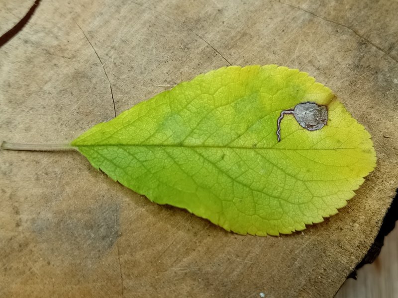 Stigmella plagicolella