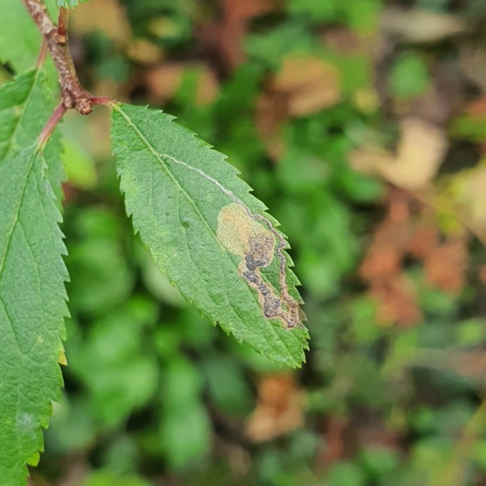 Stigmella plagicolella