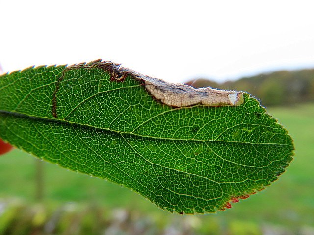 Stigmella plagicolella