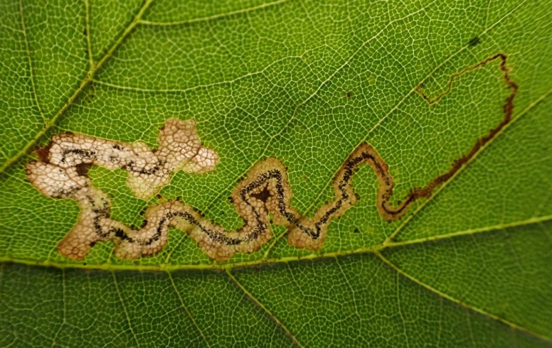 Stigmella speciosa
