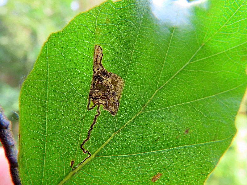 Stigmella tityrella