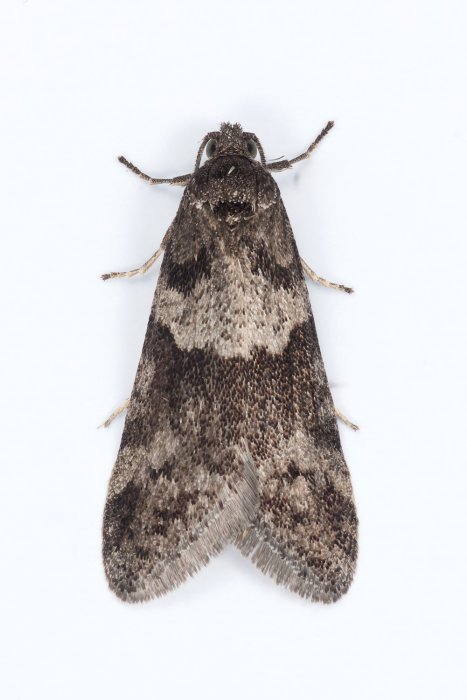 Tortricodes alternella