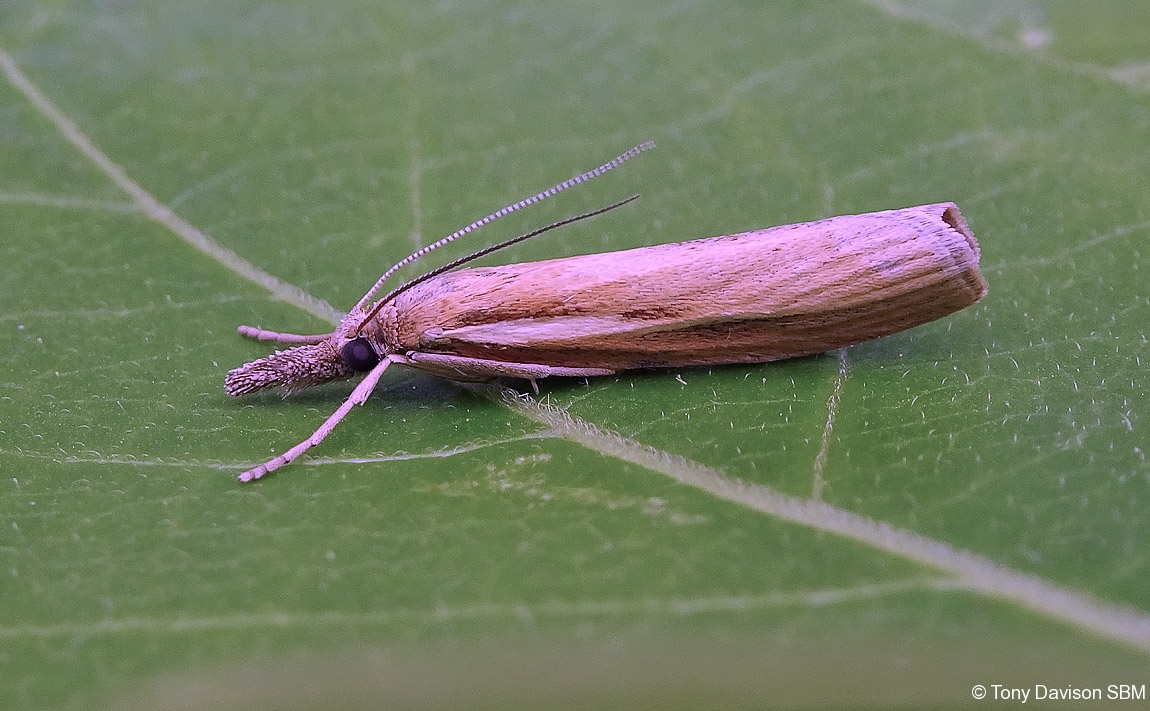 Agriphila tristella