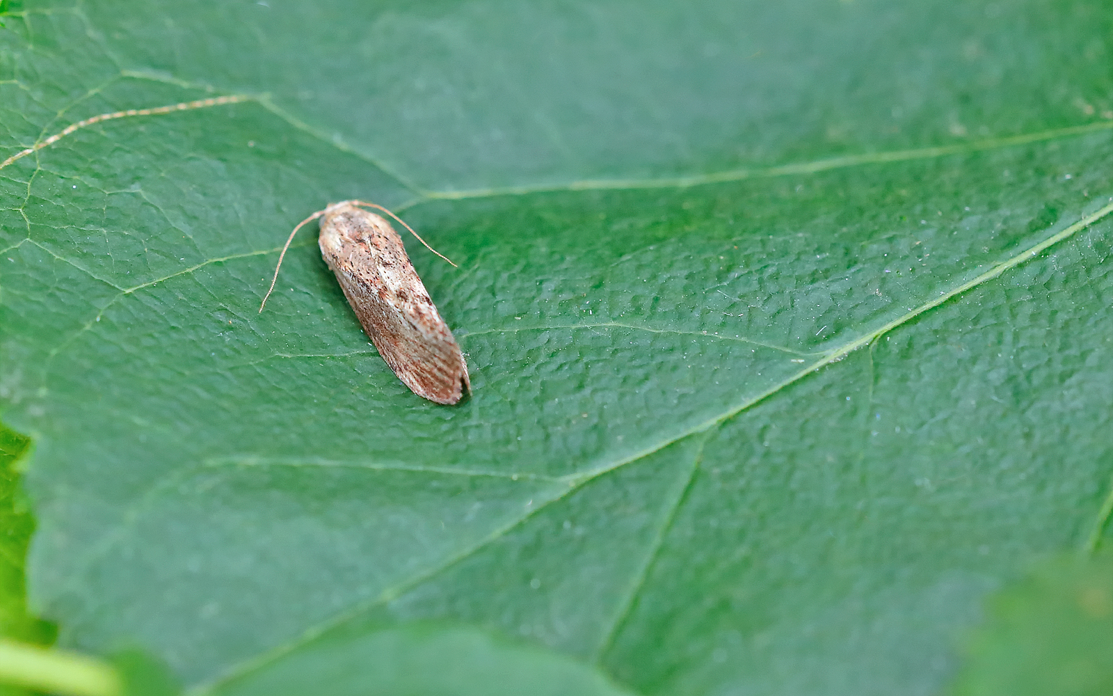 Galleria mellonella