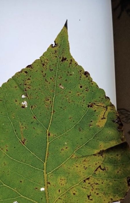 Stigmella trimaculella