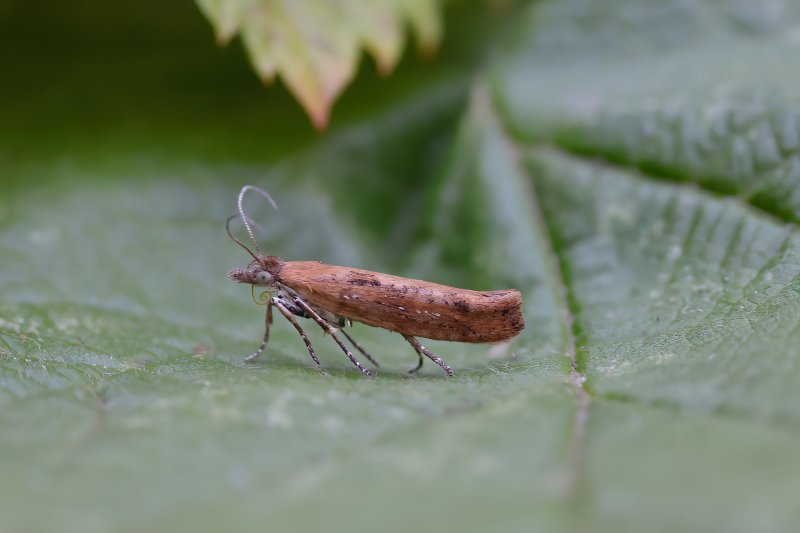 Ypsolopha ustella