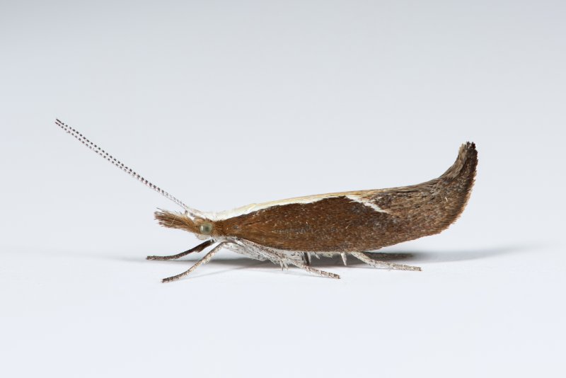 Ypsolopha_dentella_Lees_Hall_Long_Clough_22_07_2026