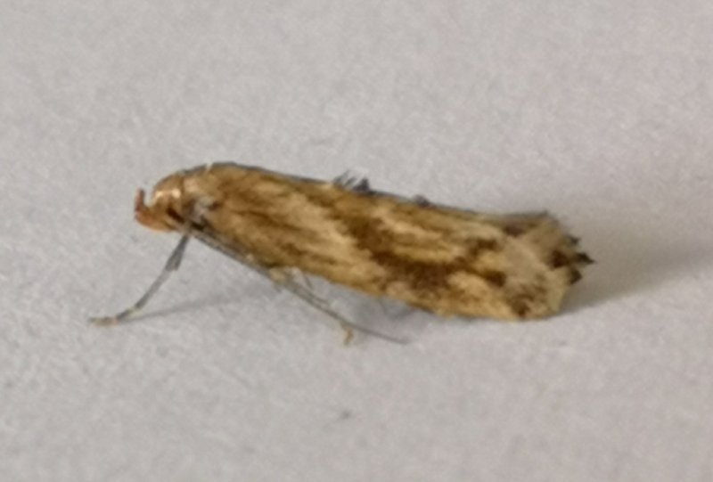 Epermenia falciformis
