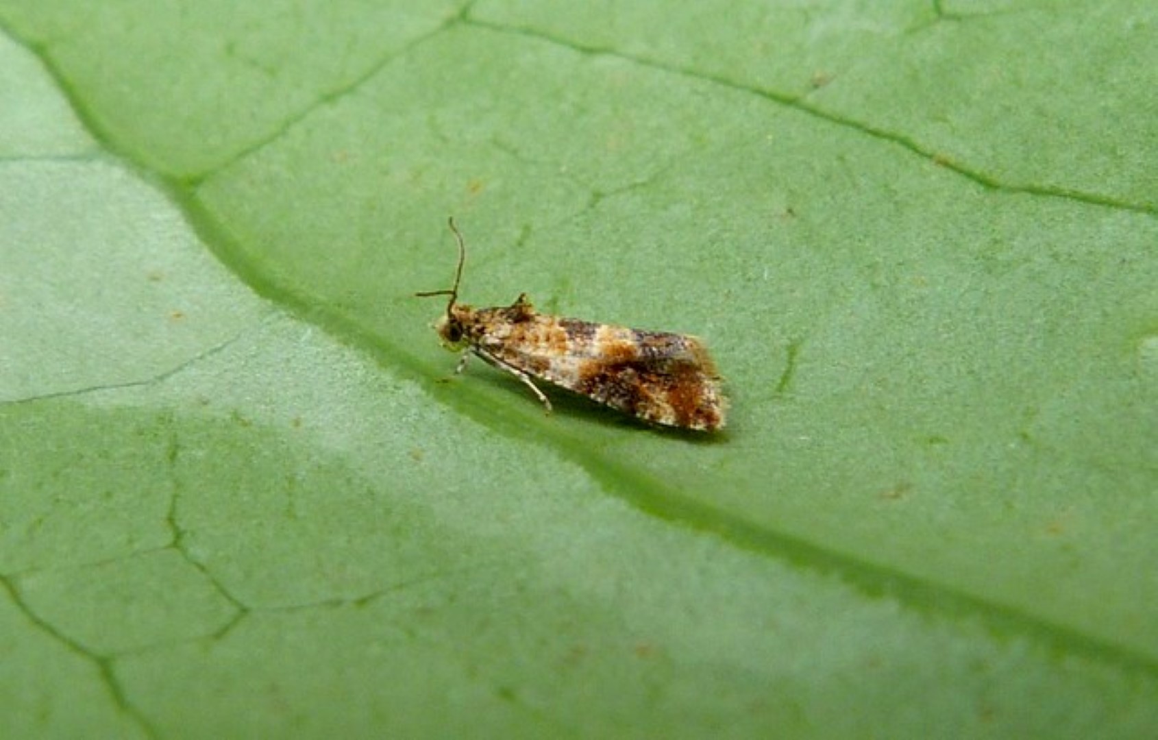 Lobesia reliquana