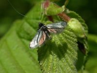 7.006 BF150 - Adela reaumurella Carsington, Derbyshire -Tony Davison©