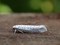 16.001 BF424-bird-cherry-ermine