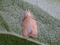 31.001 BF658 - Carcinia quercana Melbourne, Derbyshire -Tony Davison©