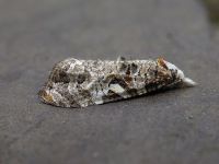 49.095 BF925-phtheochroa rugosana