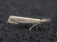 63.081 BF1294-crambus-pascuella