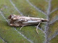 63.102 BF1316-catoptria-falsella