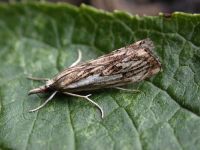 63.102 BF1316-catoptria-falsella2