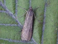 63.052 BF1398-nomophila-noctuella