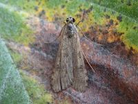 63.052 BF1398-nomophila-noctuella3