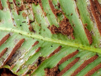 Psychoides filicivora - Sporangia mass  on the underside of Hart's-tongue fern - 30th October 2024 - Calke Park - Graham Finch