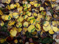 Ectodemia argyropeza - Green islands on Aspen leaves, - 31st October 2024 - Grange Wood, Graham Finch