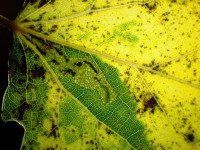 Ectodemia argyropeza - Green islands on Aspen leaves, with larva - 31st October 2024 - Grange Wood, Graham Finch
