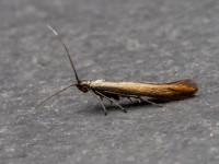 Coleophora deauratella - 10th August 2026 - Chellaston - Richard Pittam