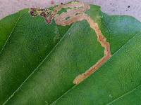Stigmella hemargyrella – Beech Pigmy - Dave Evans