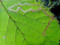 Stigmella microtheriella on Hazel.
