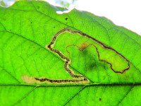 Stigmella aurella on Bramble - 30th October 2024 - Wyver Lane - Dave Evans