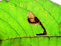 Stigmella salicis on Willow - 30th October 2024 - Wyver Lane - Dave Evans