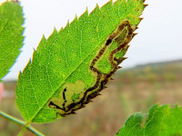 Stigmella anomalella on Rose - Dave Evans
