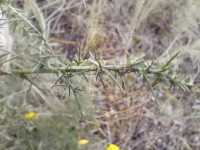 Phyllonorycter ulicicolella - 15th March 2025 - Markham Vale - Mark Radford