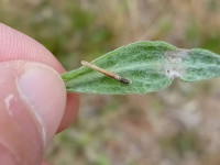 Coleophora inulae - On Fleabane - 26th May 2025 - 1st record for VC57 - Markham Vale - Mark Radford