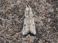 Phycitodes binaevella - 17th June 2025 - Chaddesden - Neil Loverock
