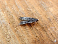 Dichomeris alacella - 1st VC57 record - 10th July 2025 - Belper- Dave Evans