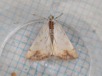 Evergestis extimalis - 13th August 2025 - Shirland - Nikki Mahadevan