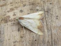 Evergestis extimalis (Marbled Yellow Pearl) - 13th August 2025 - Shirland - Nikki Mahadevan