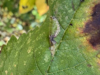 Phyllonorycter sorbi - 28th Oct 2025 - Staunton Harold Reservoir - Tony Davison