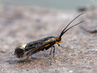 Esperia sulphurella - 25th April 2026 - Chaddesden - Martin Roome