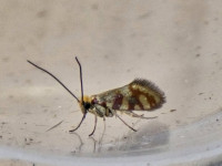 Micropterix tunbergella - 30th April 2026 - Via Gellia - Clive Ashton