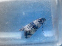 Hysterophora maculosana - 29th April 2026 - Archery Wood, Wyver Lane, Belper - Dave Evans