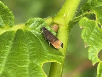 Pammene rhediella - 7th May 2026 - Rose End Meadows - Clive Ashton.