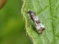 Hysterophora maculosana - 18/5/2026 - Gang Mine, Cromford - Clive Ashton