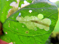 Acrolepia autumnitella - tenanted leaf mine - 9th June 2026 - Wyver Lane, Belper - Dave Evans